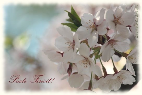 Gabriela Casineanu, Sakura Cherry Blossoms